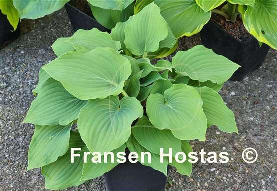 Hosta Sky Dancer