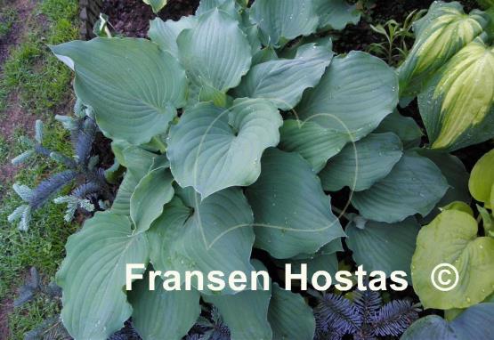 Hosta Sky Dancer
