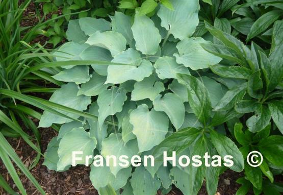 Hosta Sky Dancer