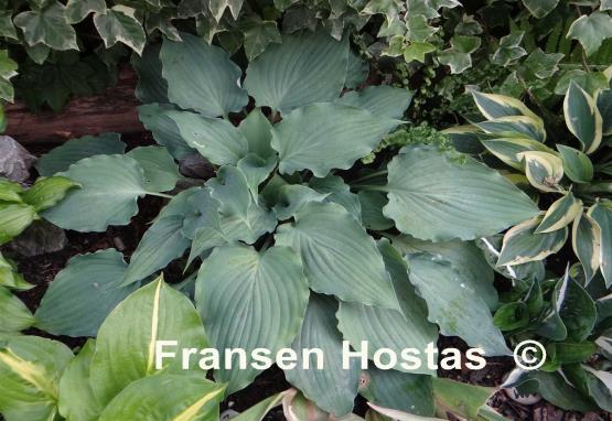 Hosta Sky Dancer