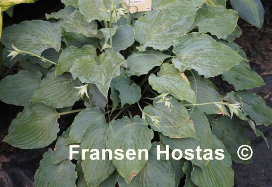 Hosta Sky Dancer