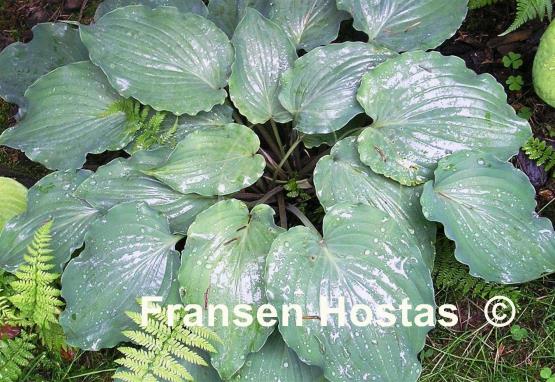 Hosta Sky Dancer