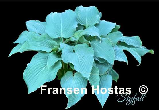 Hosta Skyfall
