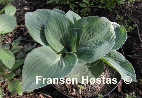 Hosta Skylight