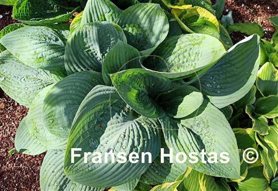 Hosta Skylight