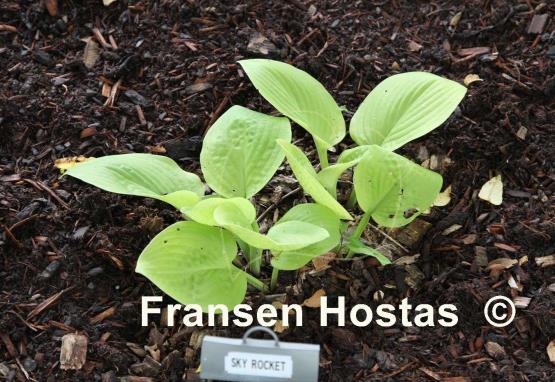 Hosta Skyrocket