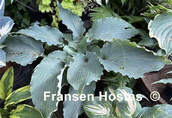Hosta Skywriter