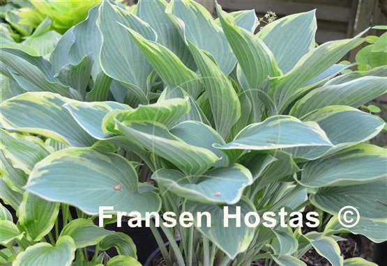 Hosta Sleeping Beauty