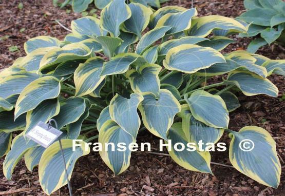 Hosta Sleeping Beauty
