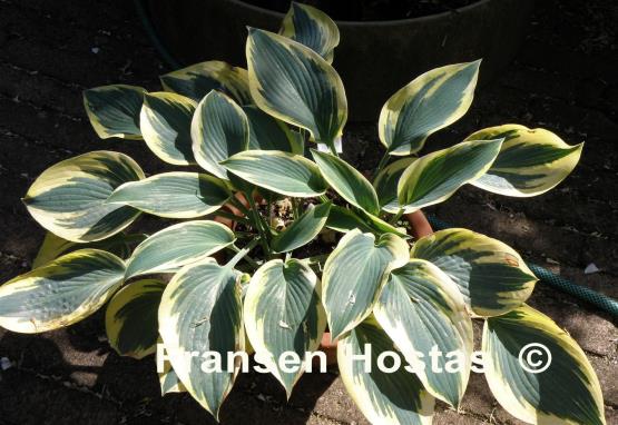 Hosta Sleeping Beauty