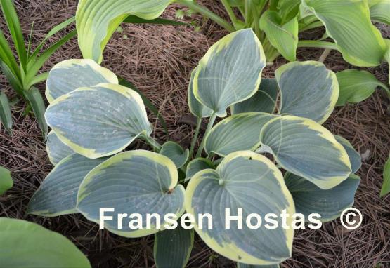 Hosta Sleeping Beauty