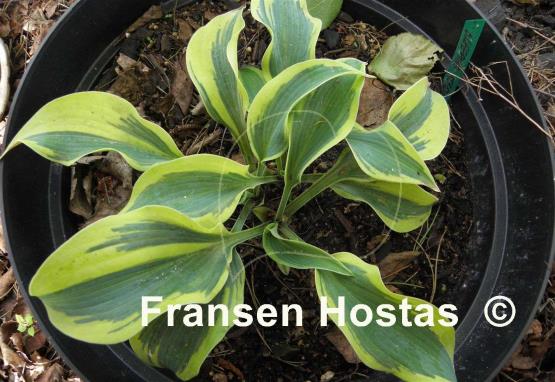 Hosta Sleeping Star