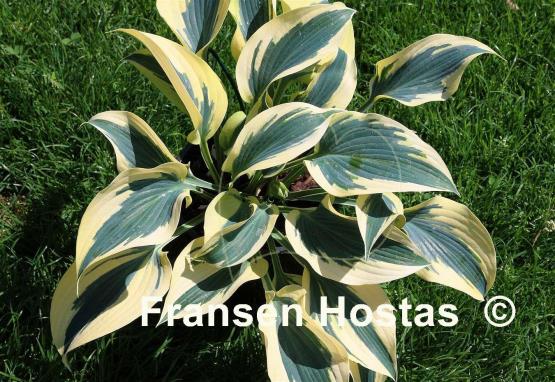 Hosta Sleeping Star