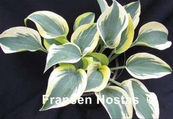 Hosta Sleeping Star