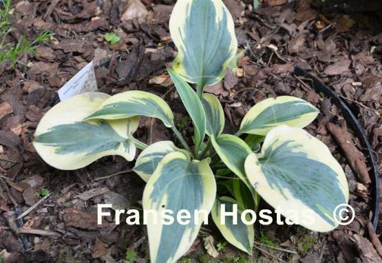 Hosta Sleeping Star