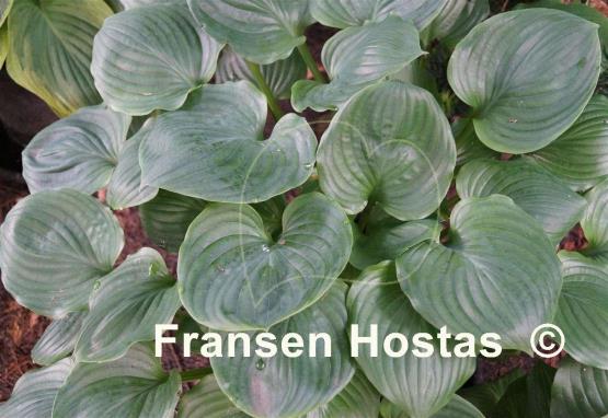 Hosta Slick Willie