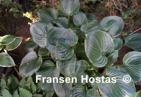 Hosta Slick Willie