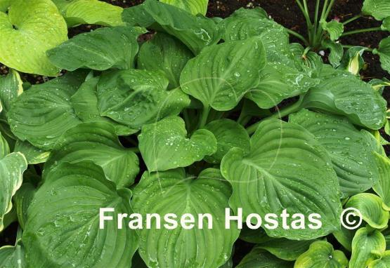 Hosta Slick Willie