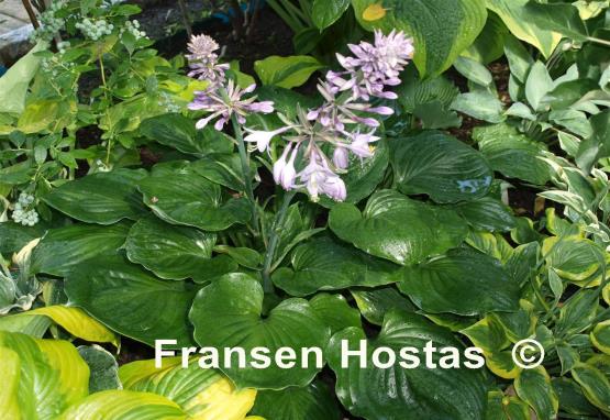 Hosta Slick Willie