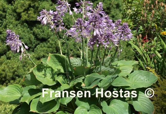 Hosta Slick Willie