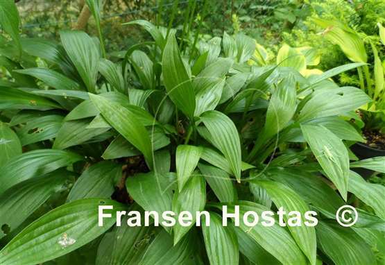 Hosta Slim Polly