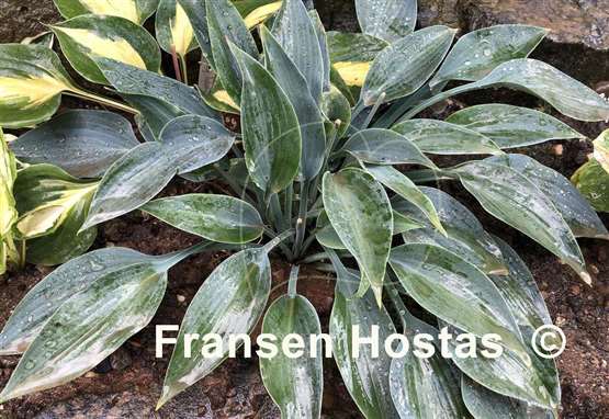 Hosta Slim and Trim