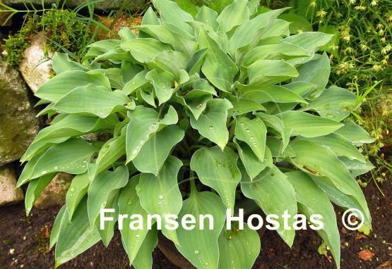 Hosta Slim and Trim