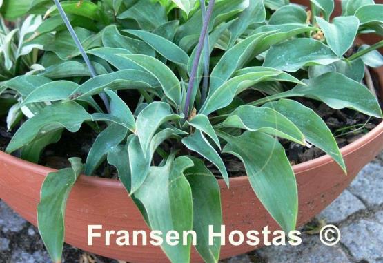 Hosta Slim and Trim