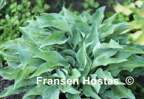 Hosta Slim and Trim