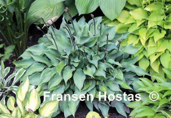 Hosta Slim and Trim