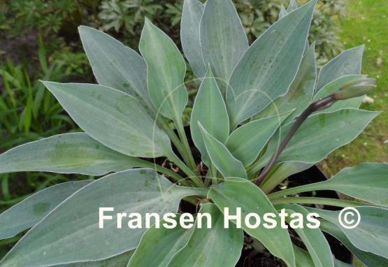 Hosta Slim and Trim