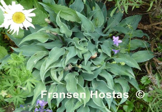 Hosta Slim and Trim