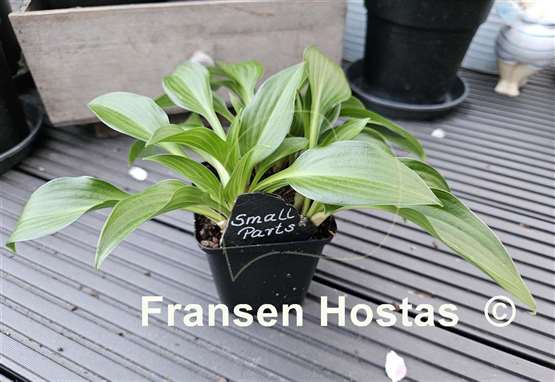 Hosta Small Parts