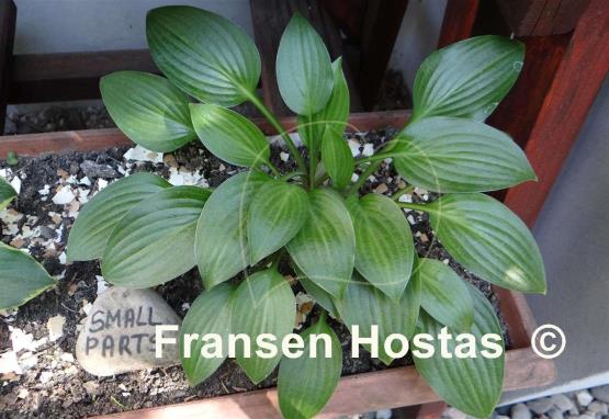 Hosta Small Parts