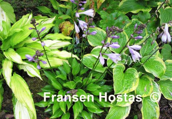 Hosta Small Parts