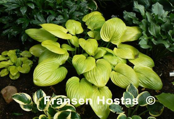 Hosta Small Sum