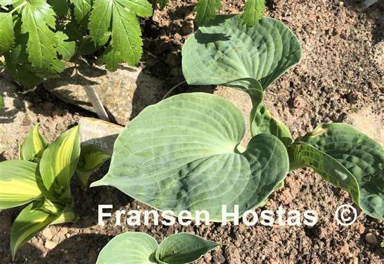 Hosta Smalltown Boy