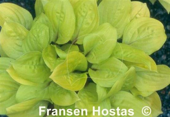 Hosta Smiley Face