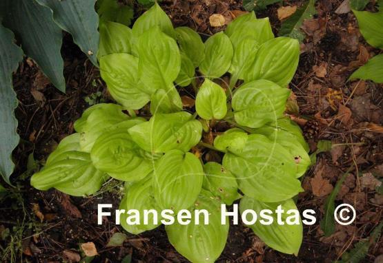 Hosta Smiley Face