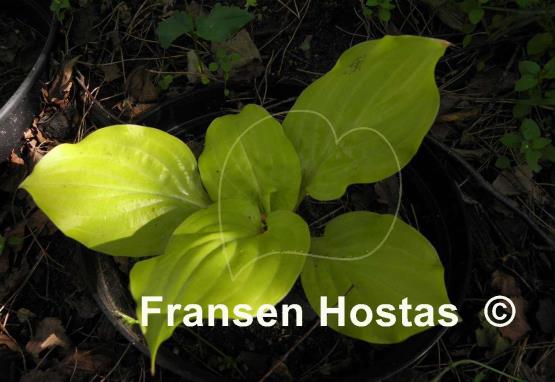 Hosta Smiley Face