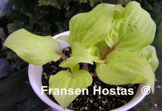Hosta Smiley Face