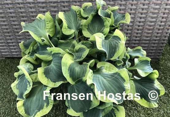 Hosta Smiling Mouse