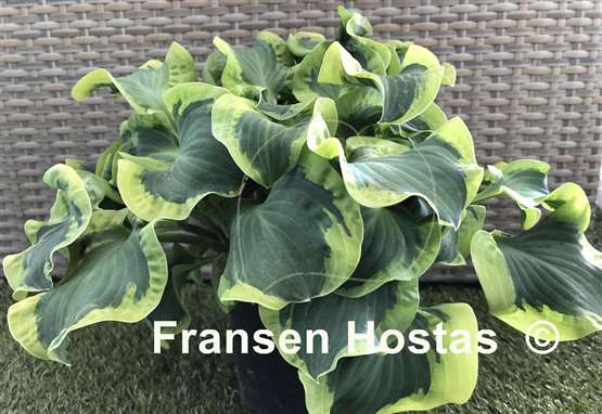 Hosta Smiling Mouse
