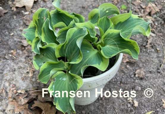 Hosta Smiling Mouse