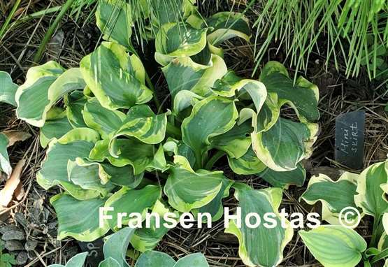 Hosta Smiling Mouse