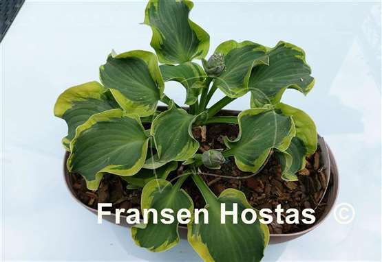 Hosta Smiling Mouse