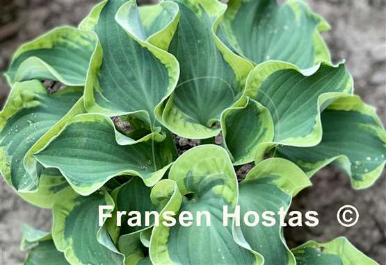 Hosta Smiling Mouse