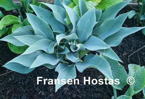 Hosta Smoke Signals