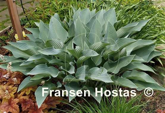 Hosta Smoke Signals