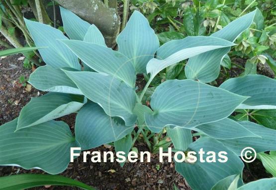 Hosta Smoke Signals